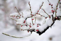 雪去春來，喜迎新一年
